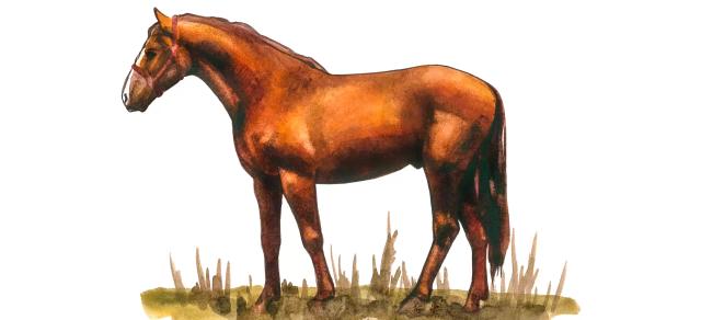 Донская порода лошадей