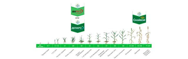 Особенности фунгицидной защиты зерновых культур в первой половине вегетации