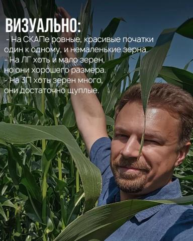 Отечественная кукуруза: промежуточные результаты.