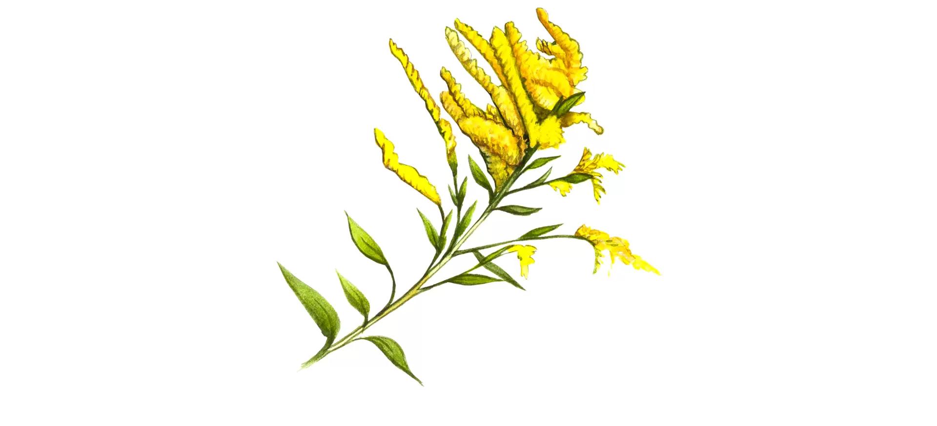 Золотарник канадский