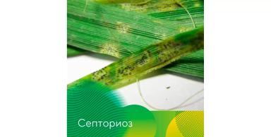 Весеннее развитие болезней на озимых на Ставрополье