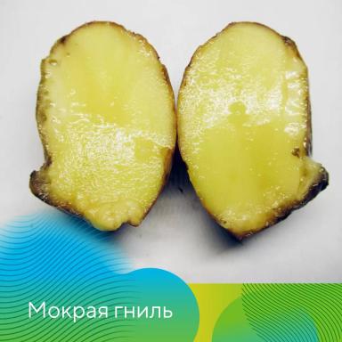 Анализ клубней перед посадкой