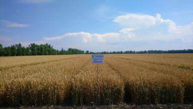 Россыпь сорт мягкой озимой пшеницы