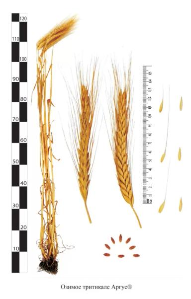Аргус сорт озимой тритикале