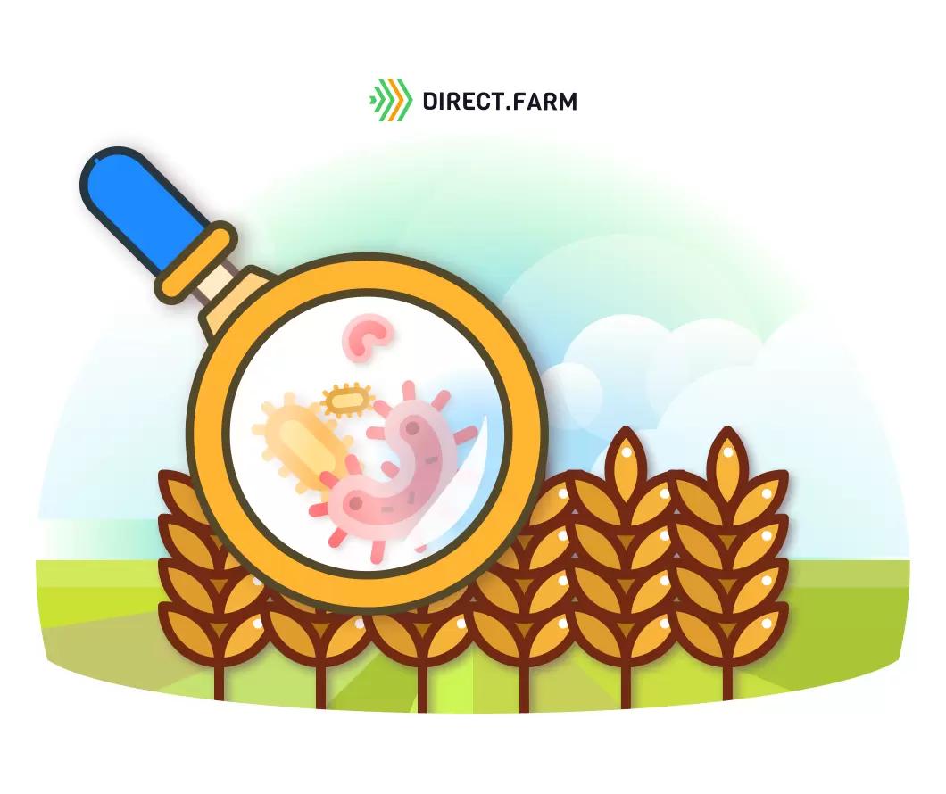 Учет заболеваний зерновых культур