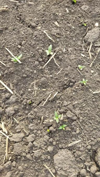 Конопля сорная (дикая, сорнополевая)