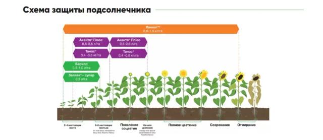П 64 ХЕ 118 - гибрид подсолнечника Пионер