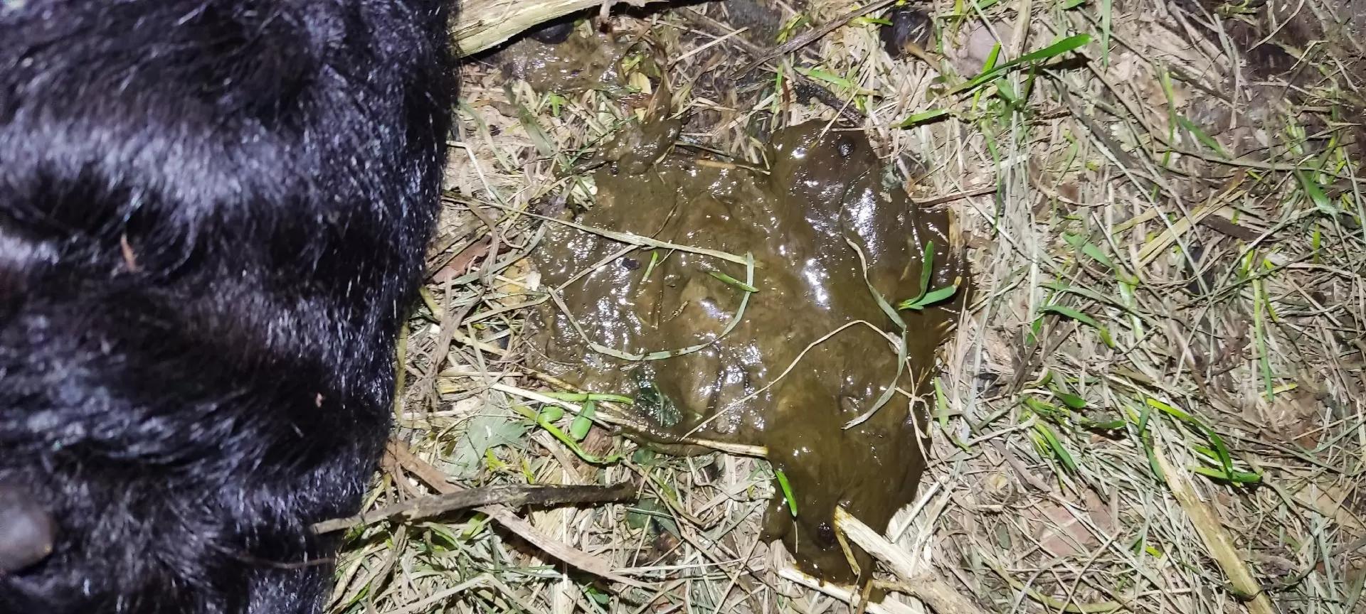 Вопросы из чатов: как лечить ослабленного ягненка старшего возраста?