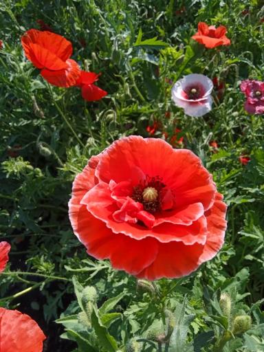 Красота декоративных маков