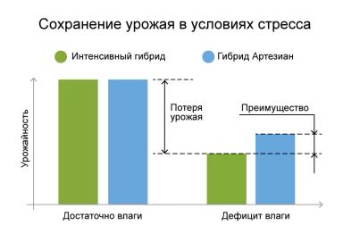 АРТЕЗИАН™: подберите свой идеальный гибрид кукурузы