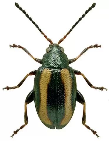 Phyllotreta undulata Kutsch. Блошка крестоцветная волнистая