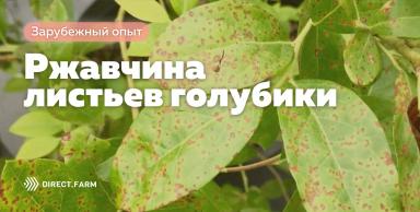 Ржавчина листьев голубики