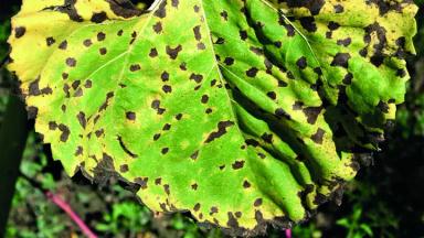 Альтернариоз подсолнечника