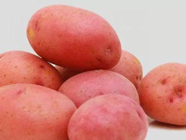 Леди Розетта - сорт картофеля (Solanum tuberosum L.).