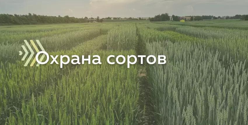 Охрана авторских прав на сорт