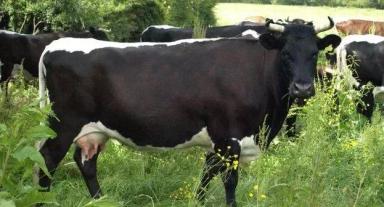 Глостер - порода коров