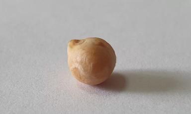 семена нута Приво- 1  ЭС,РС1, крупнозерный Волжанин 50