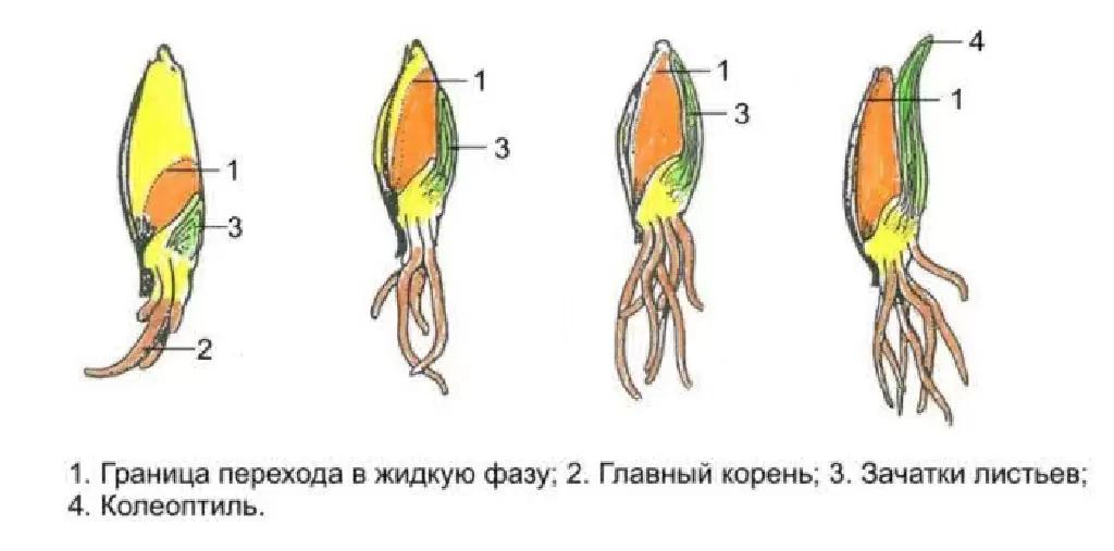 сильные семена и фуролан росторегулятор физиологических процессов