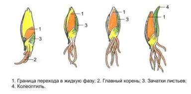 сильные семена и фуролан росторегулятор физиологических процессов