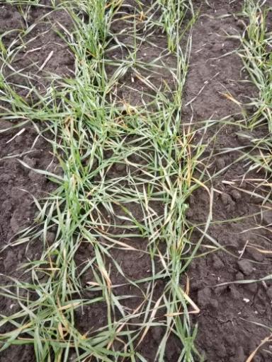 Что происходит с пшеницей?