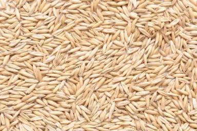 Яков сорт овса ярового