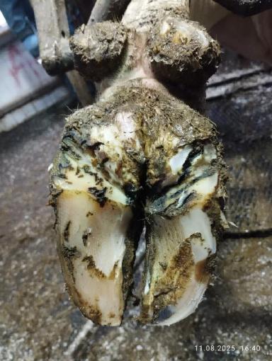 Кератинизация копытного рога.