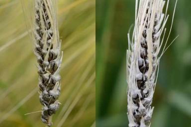 Твёрдая (каменная) головня ячменя