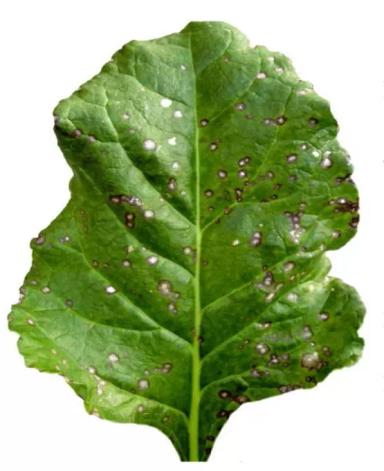 Церкоспороз сахарной свёклы