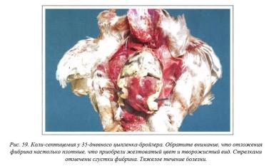 Вегад - Атлас болезней птицы. Ч. 8. Колибактериоз