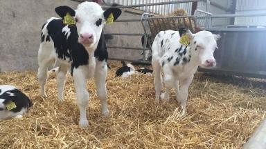 Осень! Уже? Насколько комфортно нашим телятам?