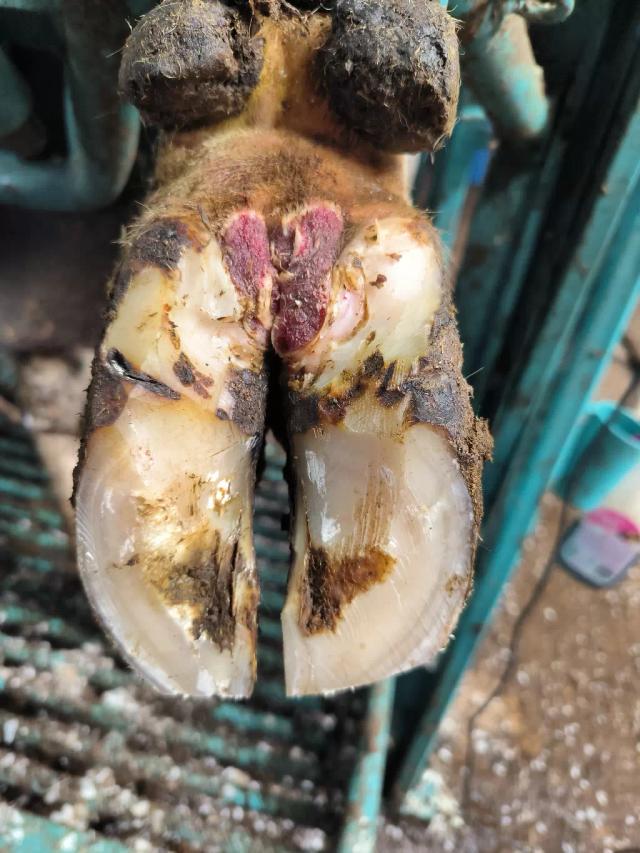 Стратегический комплексный подход к здоровью копыт