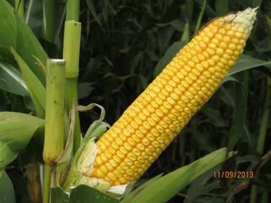 Родник 179 СВ - гибрид кукурузы ( Zea mays L.).