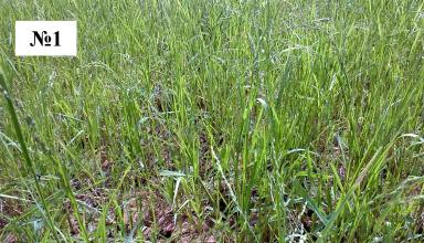 Что здесь лишнее?