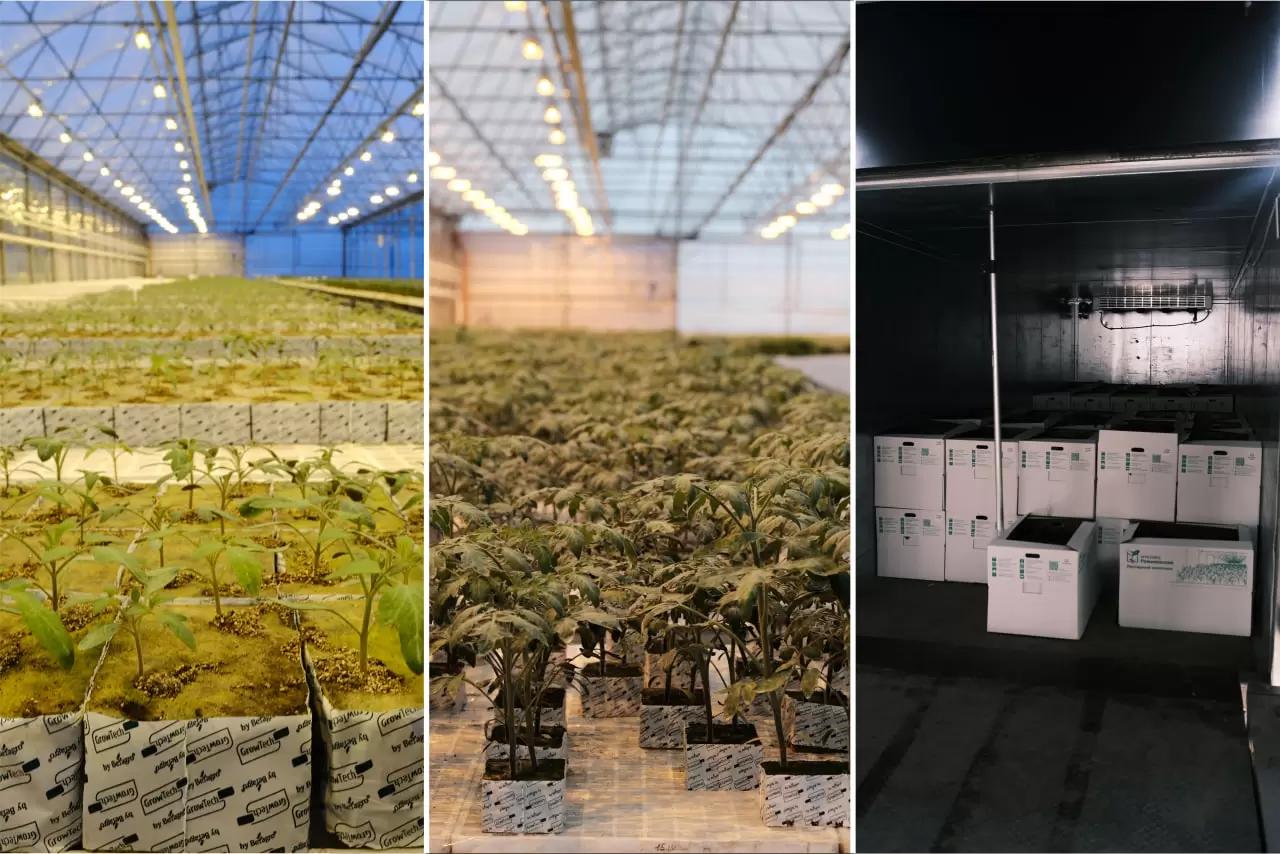 3500 ростков отправились к нашему клиенту!