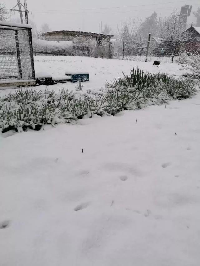 Снежок выпал!))))