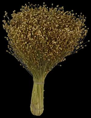 Бирюза сорт льна масличного