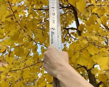 Линейка агронома: лучший корпоративный подарок