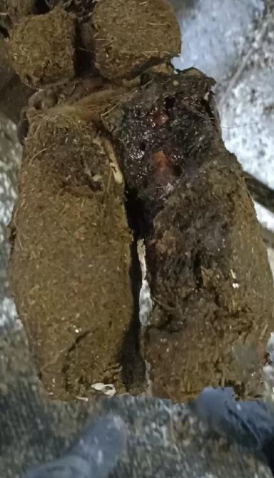 Торцовые копытца