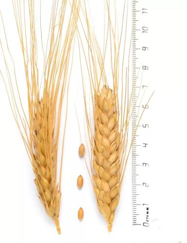 Киприда ® - сорт твердой озимой пшеницы  (Triticum durum Desf.).