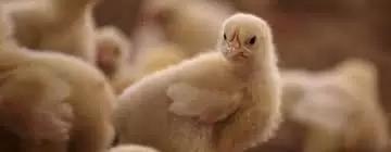 Объем производства скота и птицы в России вырос за семь месяцев