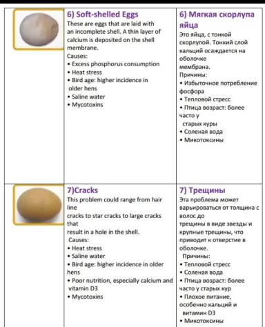 Дефекты яйца и их причины