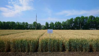 Степь сорт мягкой озимой пшеницы