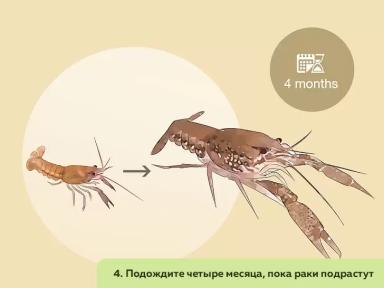Как организовать ферму по разведению пресноводных раков. Часть 3