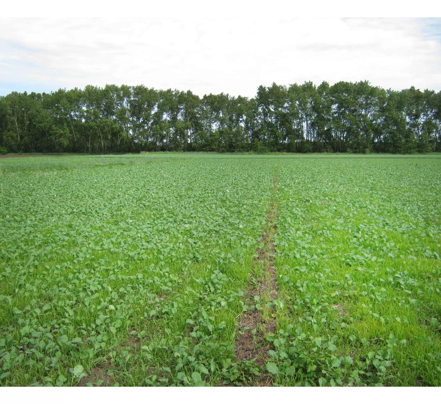 Эксперимент. Севооборот с яровым рапсом в Западной