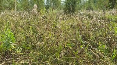 Ввод залежных земель в оборот за один год: опыт алтайских фермеров