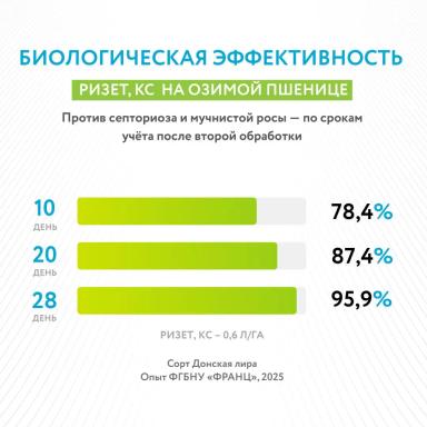 Ризет, КС на озимой пшенице: результаты полевого опыта