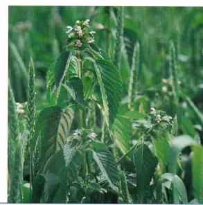 Пикульник обыкновенный