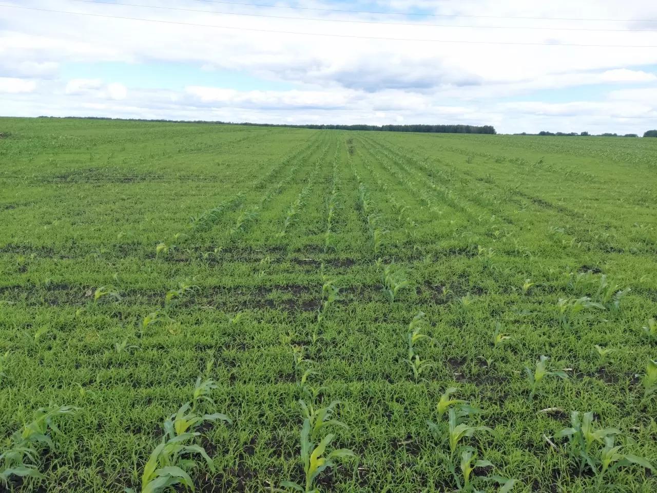 Какие гербициды эффективны на кукурузе?