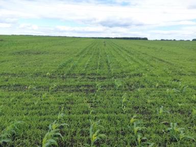 Какие гербициды эффективны на кукурузе?