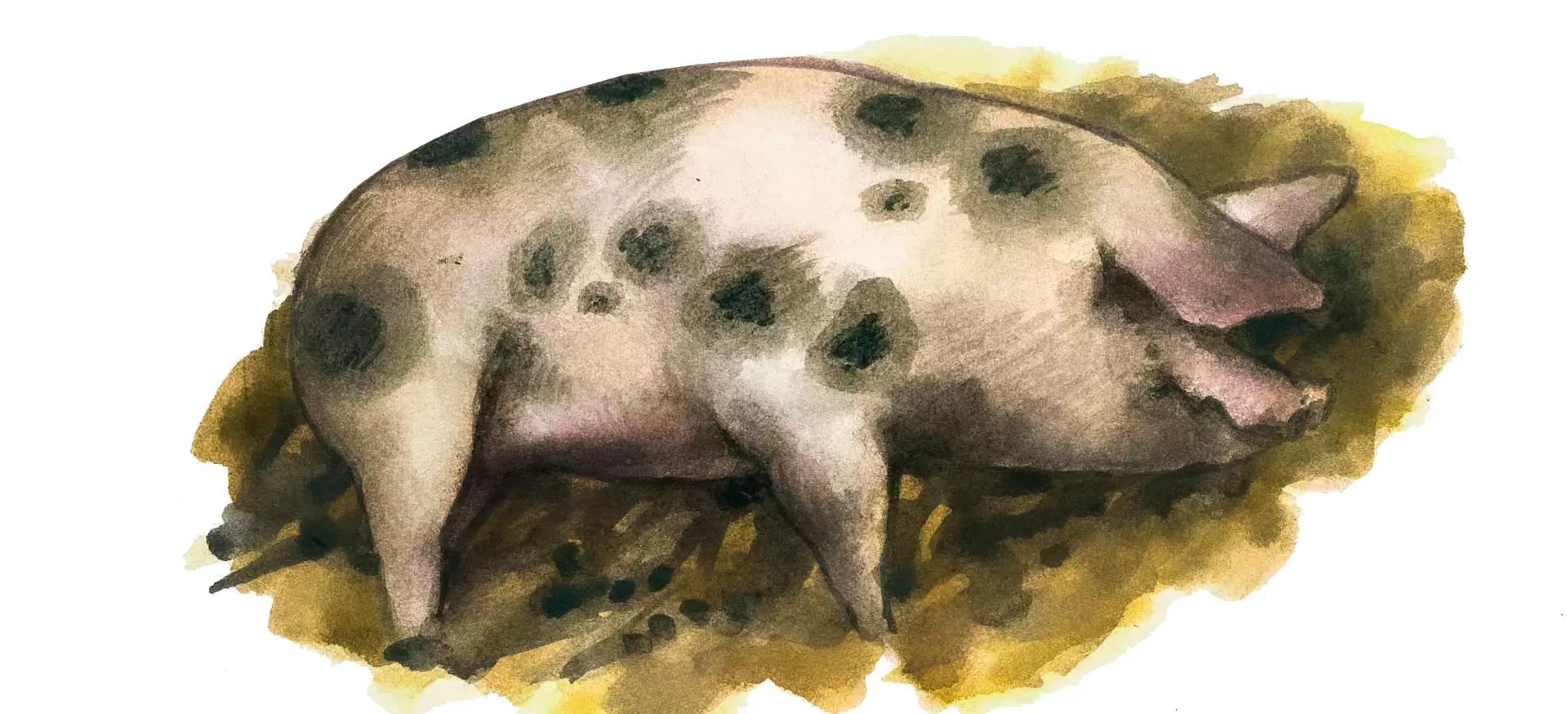 Байо – порода свиней